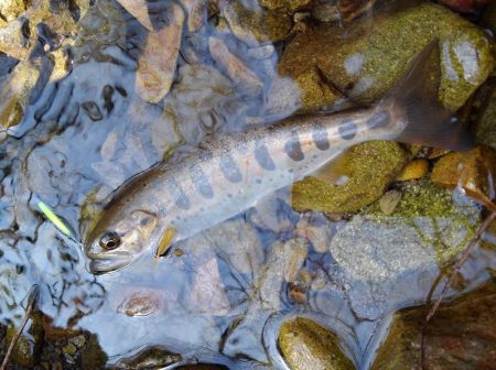 尺イワナ連続ゲット！